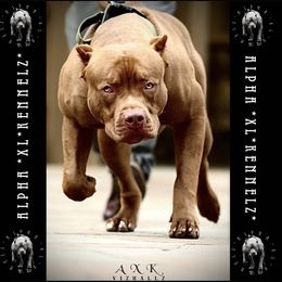 Ragnar - American Pit Bull Terrier