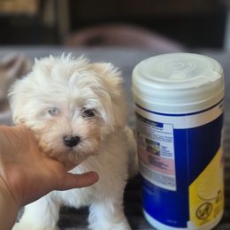 Boy 2 - White male Maltese puppy in Sedro Woolley, Washington from Absher Ranch