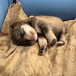 Toby - Salt and pepper male Miniature Schnauzer puppy in Biggs, California from Melton's Mini Schnauzers