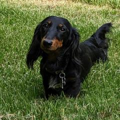 Skye Baby - Dachshund