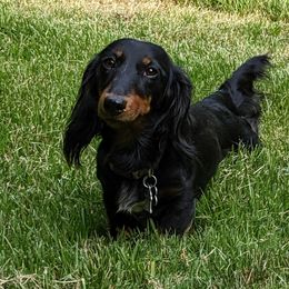 Skye Baby - Dachshund