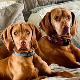 Vizslas from Glory Days Vizslas