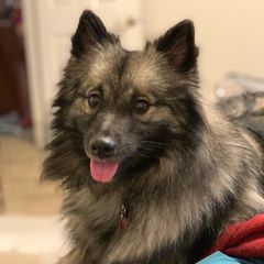 Freya - Keeshond