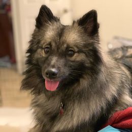 Freya - Keeshond