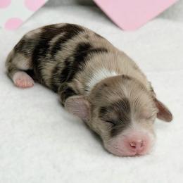 Magic (Chocolate and cream dapple)  (No breeding homes allowed) - Dapple male Dachshund puppy in Fayetteville, North Carolina from RRD