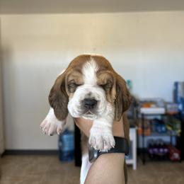 Boy 2 - Brown black and white male Basset Hound puppy in Las Animas, Colorado from J&D Dachsies