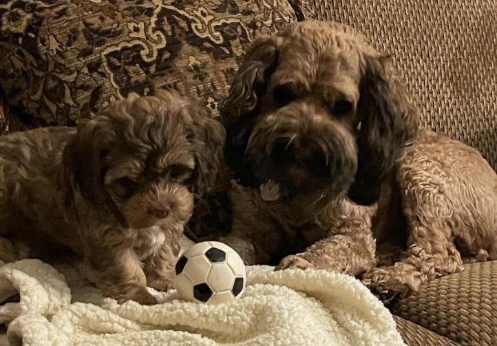Sandy’s Secret Doodles in Colorado | Cockapoo puppies | Good Dog
