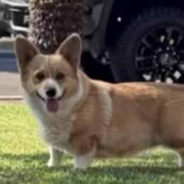 Pumpkin - Fawn female Pembroke Welsh Corgi puppy in Riverside, California from Four Aces Corgis
