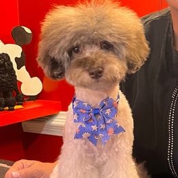Rhemi - Poodle