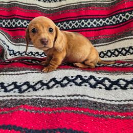 Willow - Dapple female Dachshund puppy in Opelika, Alabama from Dachshund Darlins