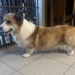 Joy - Pembroke Welsh Corgi