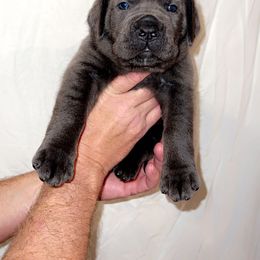 Cane Corso Puppies from Rock Creek Cane Corso
