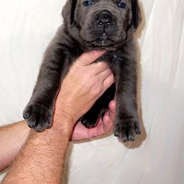Cane Corso Puppies from Rock Creek Cane Corso