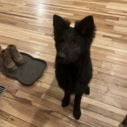 German Shepherd Puppies from Fancy GSDs