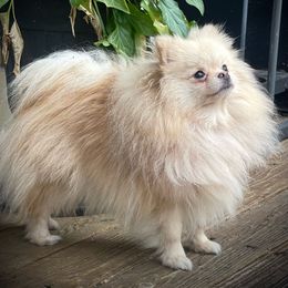 Aluara - Pomeranian
