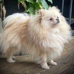 Aluara - Pomeranian