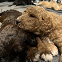 Saint Berdoodle Puppies from Highland Ridge Doodles
