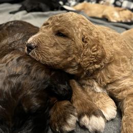 Saint Berdoodle Puppies from Highland Ridge Doodles
