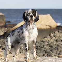 English Setters and Labrador Retrievers from McFella’s Gun Dogs