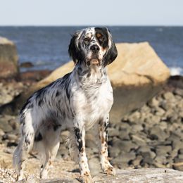 English Setters and Labrador Retrievers from McFella’s Gun Dogs