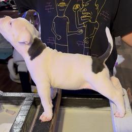 Rain - Blue tri-color female American Bully puppy in Princeton, Texas from District 12 Kennels