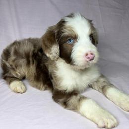 Boy 3 - Red merle male Aussiedoodle puppy in Alabama from SBA Aussies