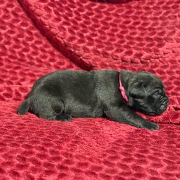 Hot Pink Collar N - Black female Cane Corso puppy in Paris, Texas from Knucklehead Cane Corso