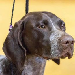 German Shorthaired Pointer All Grown Up from Madrone German Shorthaired Pointers