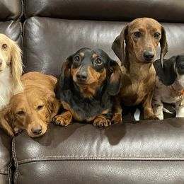 Dachshund All Grown Up from Half Pint Doxies