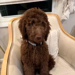 Willow - Chocolate female Labradoodle puppy in Stamford, Connecticut from Doodles of CT
