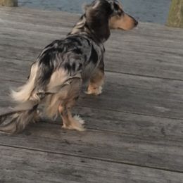 Bandit - Dachshund