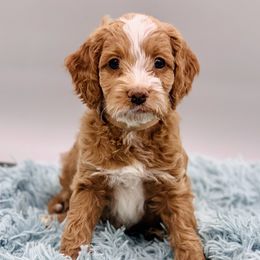 Cockapoos from Firefly Puppy Boutique