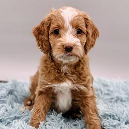 Cockapoos from Firefly Puppy Boutique