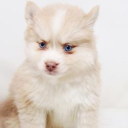 Professor Plum SALE 3500 - Lavender male Pomsky puppy in Christiana, Tennessee from Smoky Mountain Pomskies