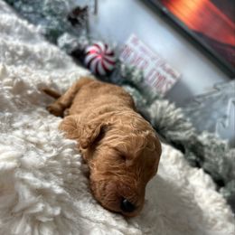 Boy 5 - Apricot male Goldendoodle puppy in San Diego, California from Southside Doodles