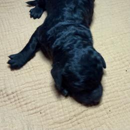 Boy 1 - Black male Poodle puppy in Mountain View, Arkansas from Ramer’s Spring Poodles