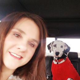 Dalmatians from Laura Pendergrass' Dalmatians