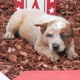 Nathanael Greene - Red mottled male Australian Cattle Dog puppy in Buffalo Valley, Tennessee from Buffalo Valley Breeders