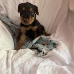 Eli - Black and tan male Airedale Terrier puppy in Thomasville, North Carolina from Beitzel Babies