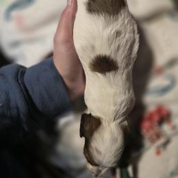 Dachshund Puppies from Green Thumb Farms