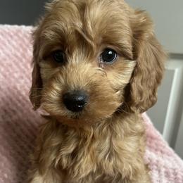 Ruby - Red  female Goldendoodle puppy in Lowville, New York from Adirondack Labradoodles
