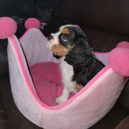 Cavalier King Charles Spaniel, Cavapoo, and Poodle Puppies from Far West Texas Oodles of Cavi's & Cavoodles