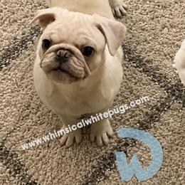Boy 5 Mochi - male Pug puppy in Cleveland, Ohio from Whimsical White Pugs - Quality Comes First