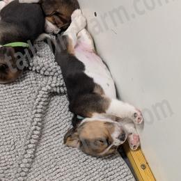 Blue - Black tan and white male Beagle puppy in Vallejo, California from Tailwindfarm