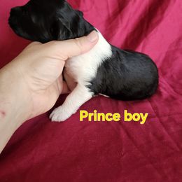 Boy 5 - Black and white male Portuguese Water Dog puppy in Narvon, Pennsylvania from Prized Family Porties
