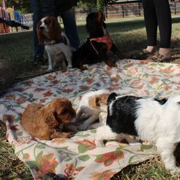 Cavalier King Charles Spaniel Puppies from Critter's Cottage Cavaliers