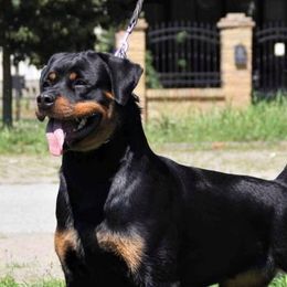 Rottweilers from Ridge Road Rotties