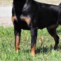 Rottweilers from Ridge Road Rotties