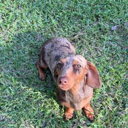 Iris - Dachshund
