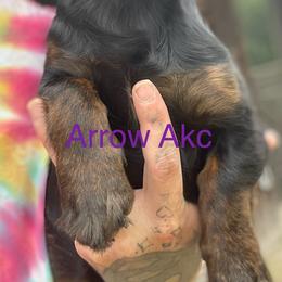 Arrow - Dachshund
